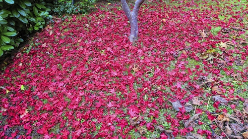 colori e tavolozza - Dizy Foto