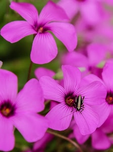 La coccinella portafortuna ! - Dizy Foto